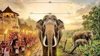 Protect elephants Protect our culture