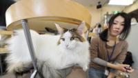 Japan plans survey of animal cafes amid hygiene, welfare concerns