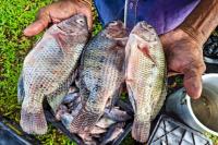 Research Advances in Colombia to Develop Human Bone Implants Using Tilapia Waste
