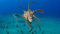 Army of 130,000 killer octopuses unleashed to wipe out invasion of blue crabs wreaking havoc on Italian coast