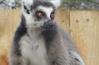 Trio of lemurs land at wildlife facility