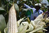 Tanzania makes history with first-ever digital white maize auction