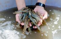 China lifts export suspension on eight Ecuadorian shrimp firms