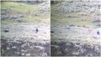 Texas man's calm reaction as wolf follows him for 10 minutes goes viral