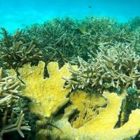 Earth Today | The case for sharing the Caribbean’s toughest corals