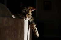 We love cats, and you do too. Here are your best adorable cat photos from our International Amateur Photographer of the Year competition