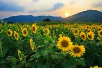 Romania’s maize and sunflower crops forecast to rebound strongly in 2026/27