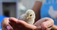 Puerto Rican kikiriki chickens winning hearts across Florida