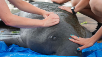 Needle Little Help: ZooTampa Uses Acupuncture to Heal Ducks, Chicks, and Manatees