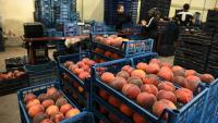 Turkish fresh fruit exports top $1B for 1st time in 7-month period