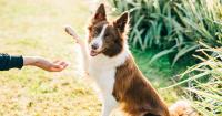 Most popular dog names in the UK - see if your pet makes top ten