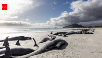 Researchers examined whales stranded around Hawaii that had swallowed marine debris, including...