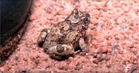 An endangered frog living in the middle of South Africa's Cape Town