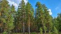 Kazakhstan set to plant 100,000 ha of new forests