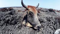 As Southern Africa Burns, the Human Body Reaches Its Limits