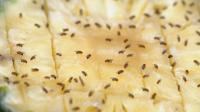 Deter fruit flies from homes with simple home remedy using 2 common items
