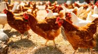 Action needed to strengthen poultry sector’s resilience to bird flu