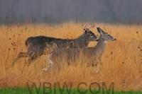 Indiana DNR urges public to report suspected deer virus outbreaks as epizootic hemorrhagic disease season arrives
