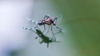 West Nile Virus Detected in Orange County, New York