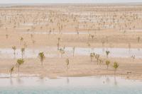 Satellites Saw It First: Chinese Miner Erased Mozambique Ramsar Mangroves for Years