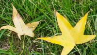 Will an El Niño bring unusual weather to South Carolina for fall 2026?