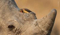 Wildlife Photographer Of The Year 2026: A Preview Of 16 Exceptional Wild Animal Photographs