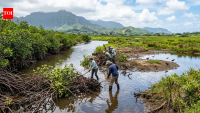 More than 100 years ago, red mangroves were introduced to Hawaii; now crews are trying to...