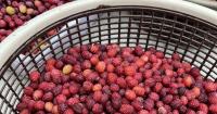 India’s indigenous fruits are disappearing from diets and the landscape