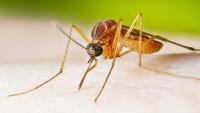 Connecticut reports first human case of West Nile virus this year, DPH says
