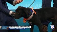 Broward County Animal Care seek ‘furever’ home for Smoke, other furry friends