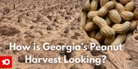 South Georgia growers prepare for peanut harvest amid field, global trade uncertainties