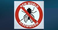 FFAR, Notre Dame investing in New World screwworm drug research