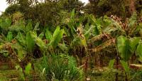 Banana virus strikes in Tanzania