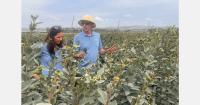 Peruvian blueberry shipments significantly ahead of last season