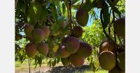 Mexican mango faces historic losses in Nayarit due to climate factors