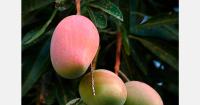 El Niño 2026/27 and rising disease pressures are challenging global mango production