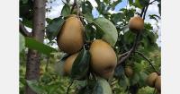 New pear cultivar suited to southern Brazil