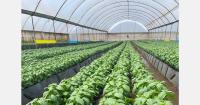 Europe expects earlier shift from local to imported fresh herbs