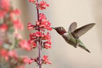 Converting Your Lawn to a Wildlife-Friendly Garden