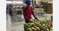 “Rising supply and weaker demand are putting pressure on the mango market”