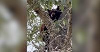 WATCH: Bear cub rescued from a tree in Superior as heightened bear activity continues in Colorado