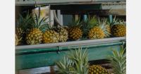 Hawaii’s Maui Gold pineapple volumes to tighten soon