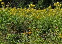 Indiana DNR urges landowners to skip fall mowing to protect native plants and wildlife