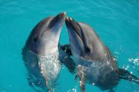 Texas Law Makes it Illegal to Talk to Dolphins in the Gulf
