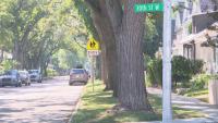 Saskatoon residents call for more trees as Dutch elm disease continues to spread