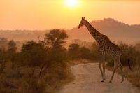 Africa’s tourism growth hinges on easier access, navigation – Expert