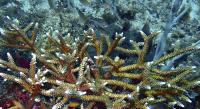 Hopeful sign for Grenadines reefs as rare staghorn coral found off Battowia