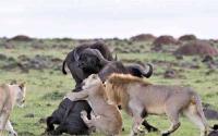 China, Kenya and Tanzania advance community-based conservation