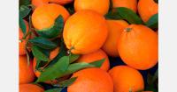 South African fruit export growth faces market and logistics pressure