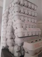 Venezuela Pushes Regular Maritime Route to Curaçao, Aruba and Bonaire for Chicken and Egg Exports